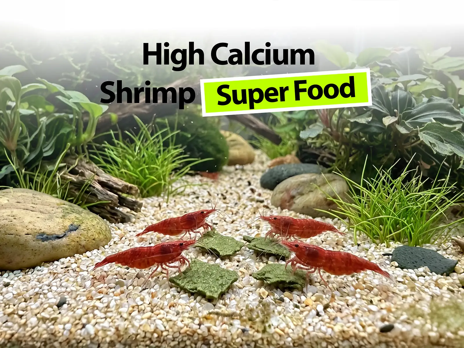 Shrimp Food
